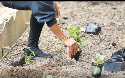 Le jardin partagé de la Faculté