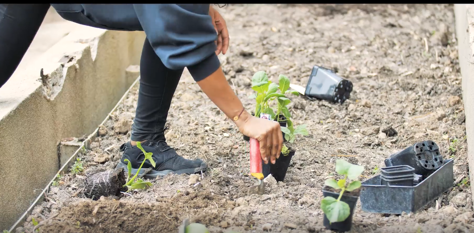 Le jardin partagé de la Faculté