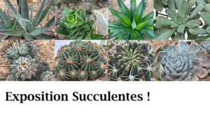 Exposition Succulentes ! @ Salons du Doyen