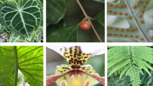 Exposition : Les serres s'exposent ! @ Salons du Doyen