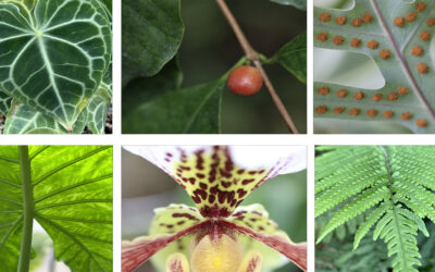 Les serres s’exposent !